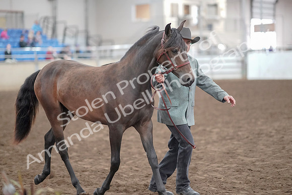 2019 Morgan Horse Show - Aug 31, 2019 - 02868