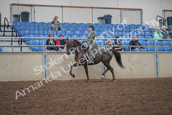 2019 Morgan Horse Show - Aug 30, 2019 - 15508