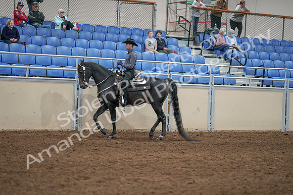 2020 - AB Morgan Horse - Fri, Sept 04 - 08289