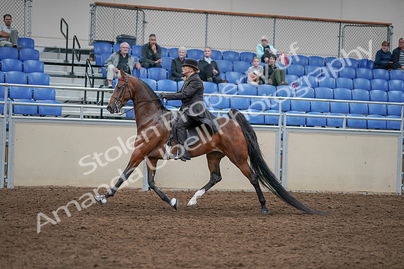 2020 - AB Morgan Horse - Fri, Sept 04 - 09549