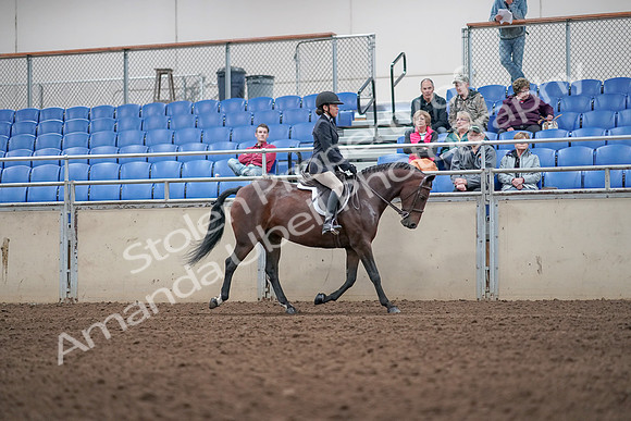 2019 Morgan Horse Show - Aug 31, 2019 - 19683