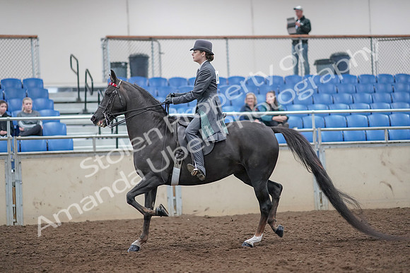 2019 Morgan Horse Show - Aug 31, 2019 - 09282
