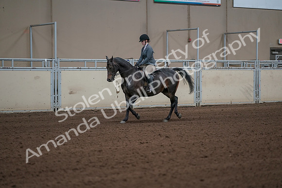 2019 Morgan Horse Show - Sept 01, 2019 - 10902_1