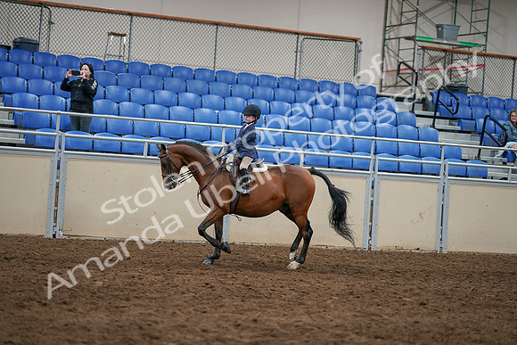 2020 - AB Morgan Horse - Sun, Sept 06 - 07831
