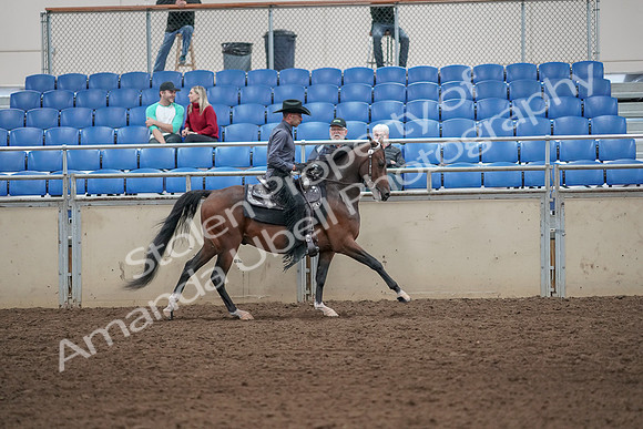 2019 Morgan Horse Show - Aug 31, 2019 - 06153
