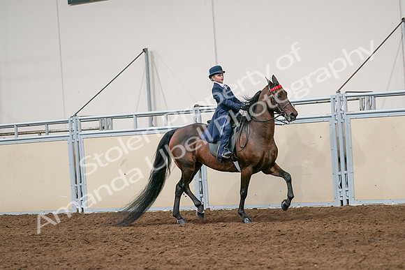 2020 - AB Morgan Horse - Sat, Sept 05 - 04834