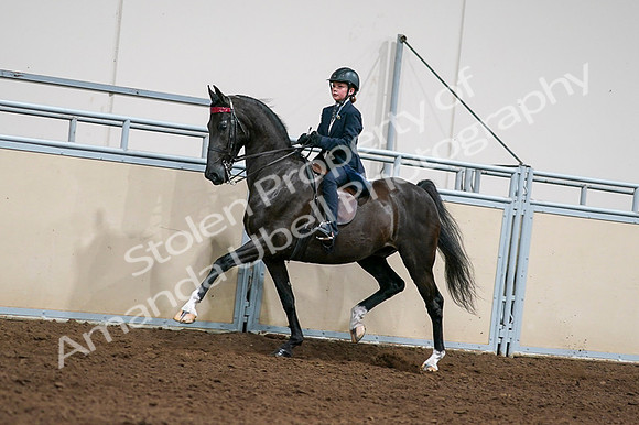 2020 - AB Morgan Horse - Fri, Sept 04 - 03222