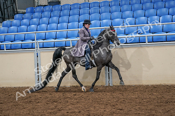 2020 - AB Morgan Horse - Sat, Sept 05 - 13978