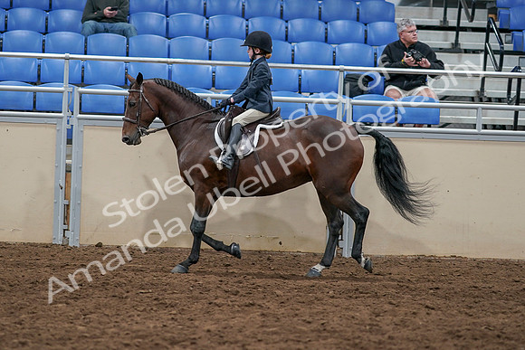 2020 - AB Morgan Horse - Sun, Sept 06 - 07717