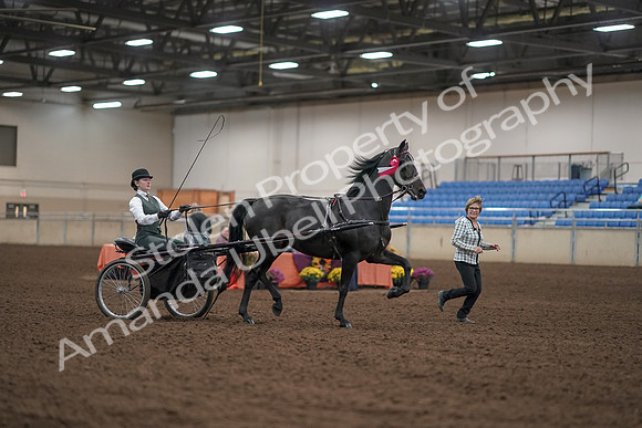 2019 Morgan Horse Show - Aug 31, 2019 - 04807