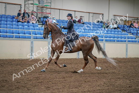 2020 - AB Morgan Horse - Fri, Sept 04 - 11293