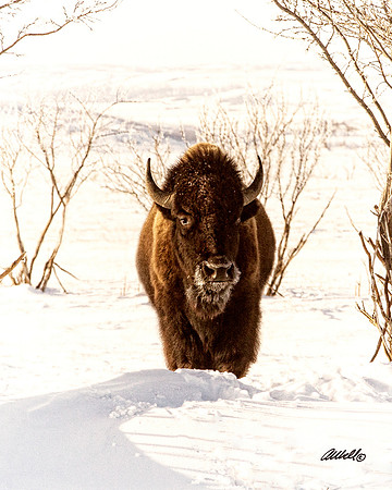 NA Wild Animals - 005