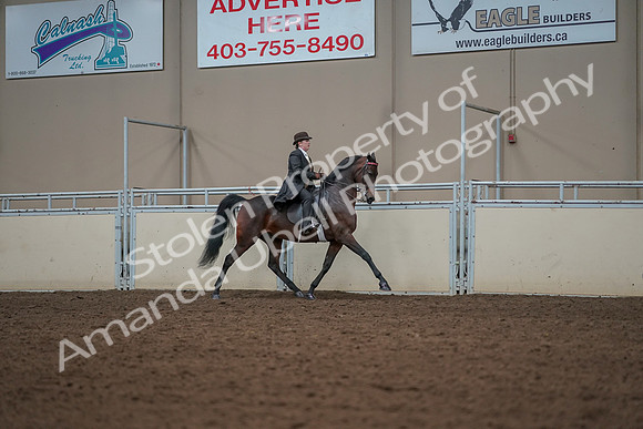 2019 Morgan Horse Show - Aug 30, 2019 - 28098