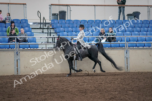 2019 Morgan Horse Show - Aug 31, 2019 - 09499