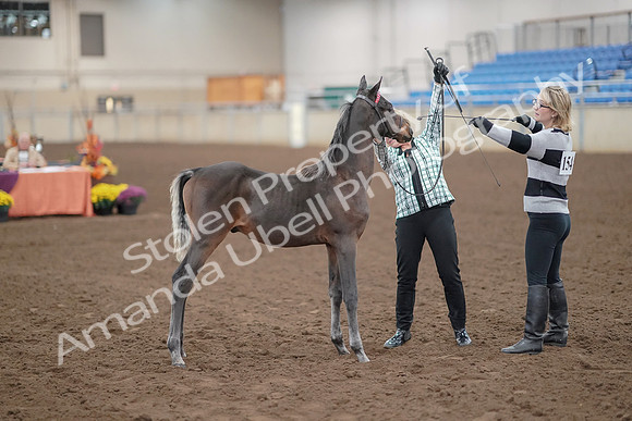 2019 Morgan Horse Show - Aug 30, 2019 - 24875