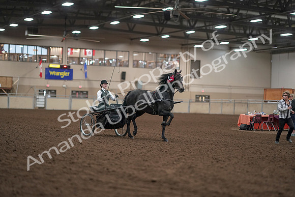 2019 Morgan Horse Show - Aug 31, 2019 - 04794