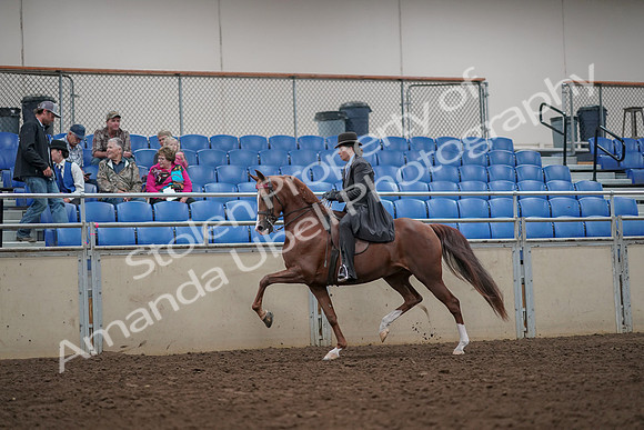 2019 Morgan Horse Show - Aug 30, 2019 - 26485