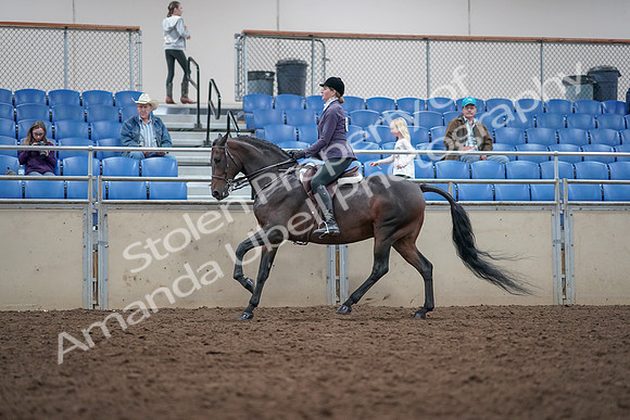 2019 Morgan Horse Show - Aug 31, 2019 - 15047