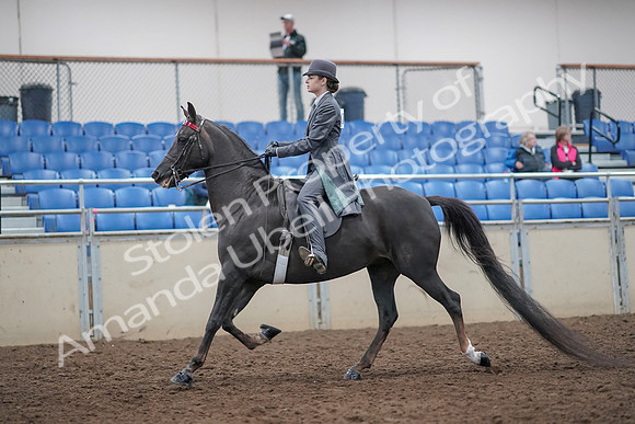 2019 Morgan Horse Show - Aug 31, 2019 - 09274