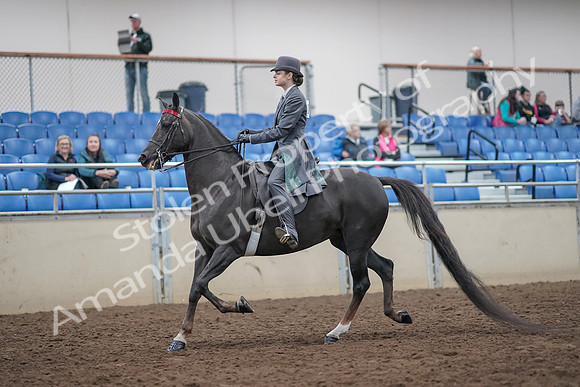 2019 Morgan Horse Show - Aug 31, 2019 - 09268