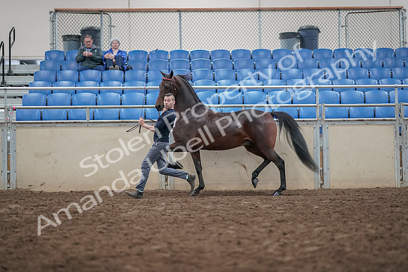 2019 Morgan Horse Show - Aug 31, 2019 - 03652