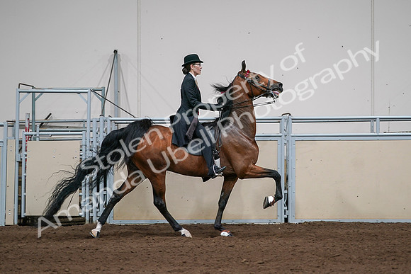 2020 - AB Morgan Horse - Sat, Sept 05 - 06852