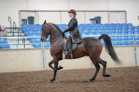 2019 Morgan Horse Show - Aug 30, 2019 - 27860