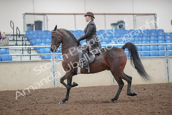 2019 Morgan Horse Show - Aug 30, 2019 - 27860