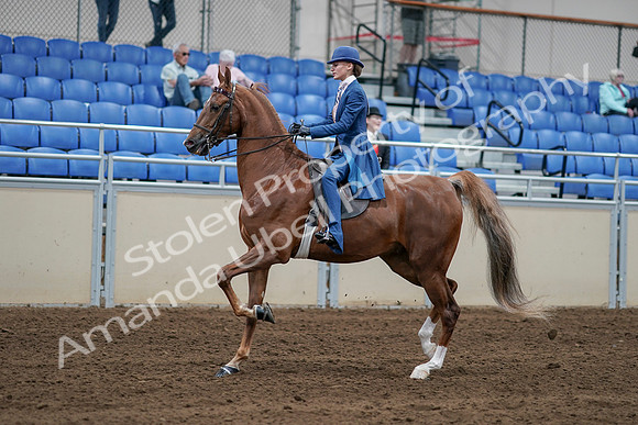 2020 - AB Morgan Horse - Sat, Sept 05 - 06193