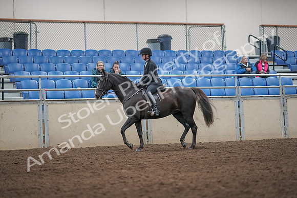 2019 Morgan Horse Show - Aug 31, 2019 - 07172