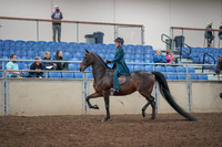 2019 Morgan Horse Show - Aug 31, 2019 - 07673
