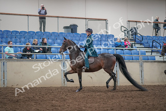 2019 Morgan Horse Show - Aug 31, 2019 - 07673