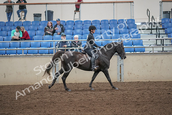2019 Morgan Horse Show - Aug 31, 2019 - 07551