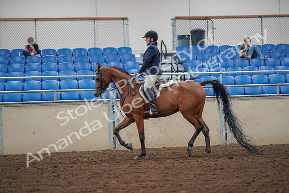 2019 Morgan Horse Show - Aug 30, 2019 - 16105