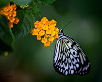 Insects - 018