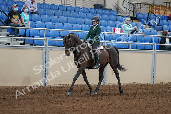 2020 - AB Morgan Horse - Fri, Sept 04 - 03938