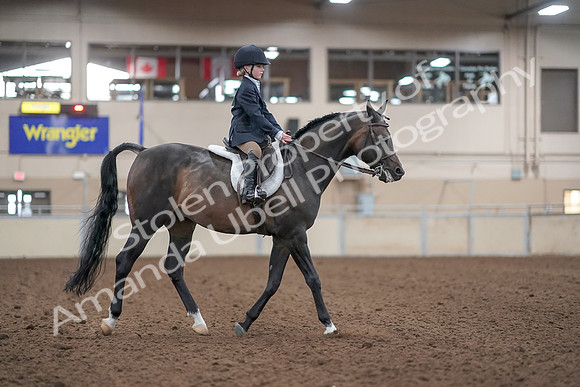 2019 Morgan Horse Show - Aug 31, 2019 - 19566