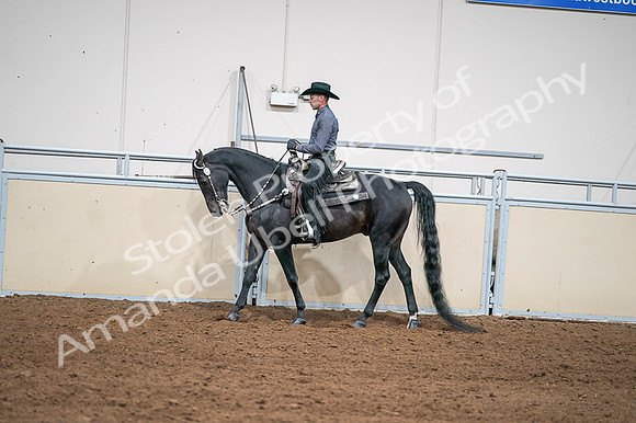 2020 - AB Morgan Horse - Fri, Sept 04 - 08397