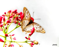 Insects - 010