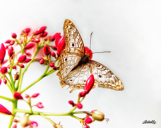 Insects - 010