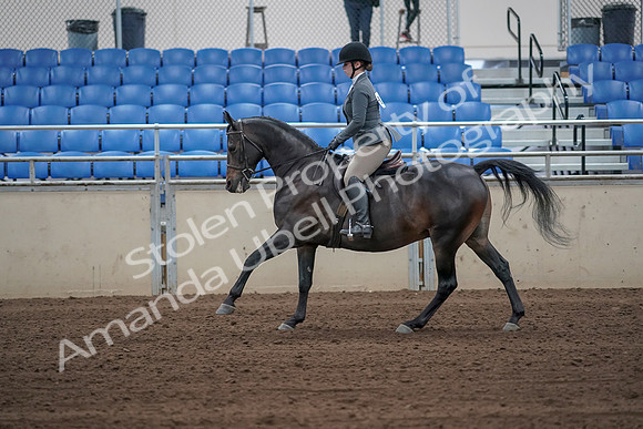 2019 Morgan Horse Show - Sept 01, 2019 - 10971_1