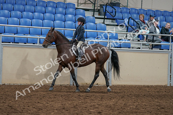 2020 - AB Morgan Horse - Sun, Sept 06 - 07904