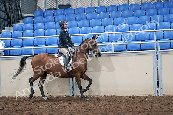 2020 - AB Morgan Horse - Fri, Sept 04 - 02185