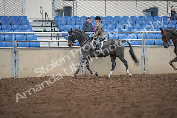 2019 Morgan Horse Show - Aug 30, 2019 - 20059