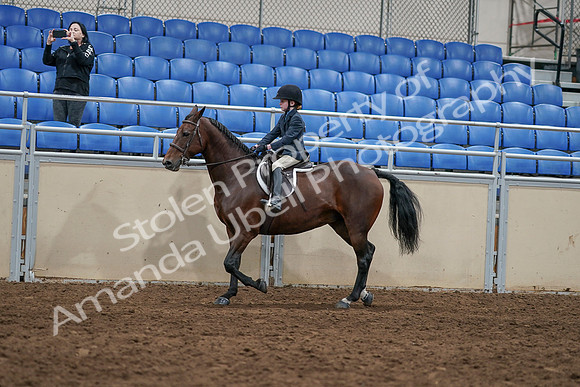 2020 - AB Morgan Horse - Sun, Sept 06 - 07911