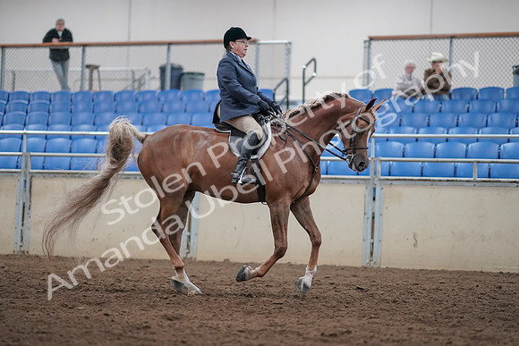 2019 Morgan Horse Show - Sept 01, 2019 - 08860