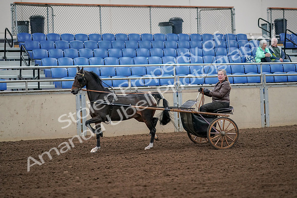2019 Morgan Horse Show - Aug 30, 2019 - 13096