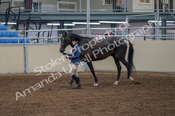 2020 - AB Morgan Horse - Fri, Sept 04 - 00919