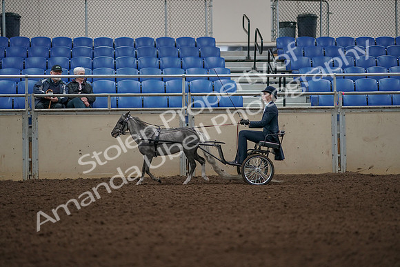 2019 Morgan Horse Show - Aug 31, 2019 - 04379