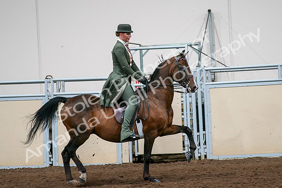 2020 - AB Morgan Horse - Fri, Sept 04 - 03378